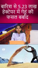 बारिश से 5.23 लाख  हेक्टेयर में गेहूं की फसल बर्बाद !