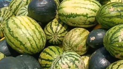 किशनगंज: रेतीली जमीन पर किसान उगा रहे हैं सोना, जानें कहां कहां होती है सप्लाई