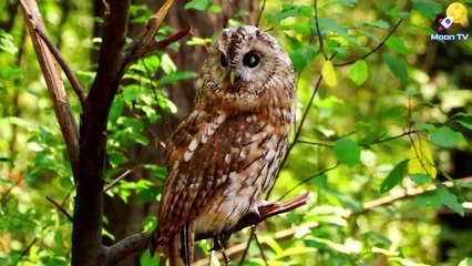 Mindfulness Meditation Music for Stress Reduction