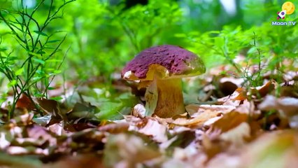 Mindfulness Music for Positive Thinking