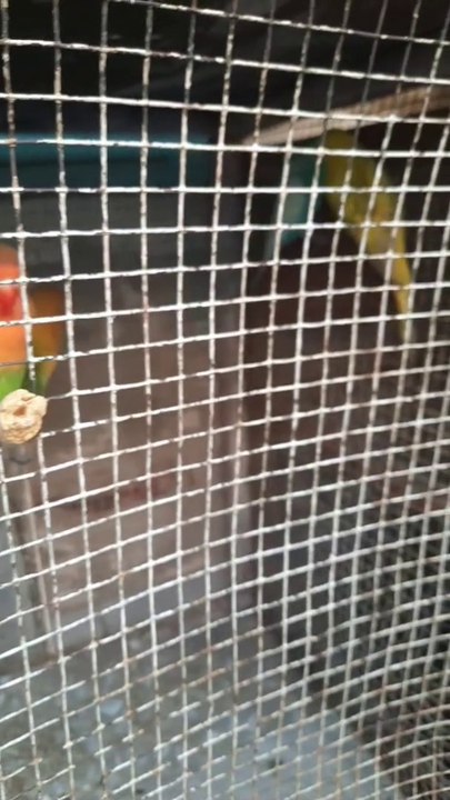 Love birds  Avery in this video I will tell about how to make money from by using at home.