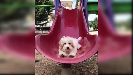 Baby Dogs - Cute and Funny Dog Videos Compilation #14