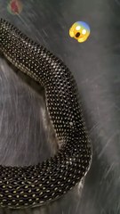 OMG | Snake wants to eat itself