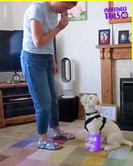 AMAZING ! Deaf Puppy Learns Sign Language
