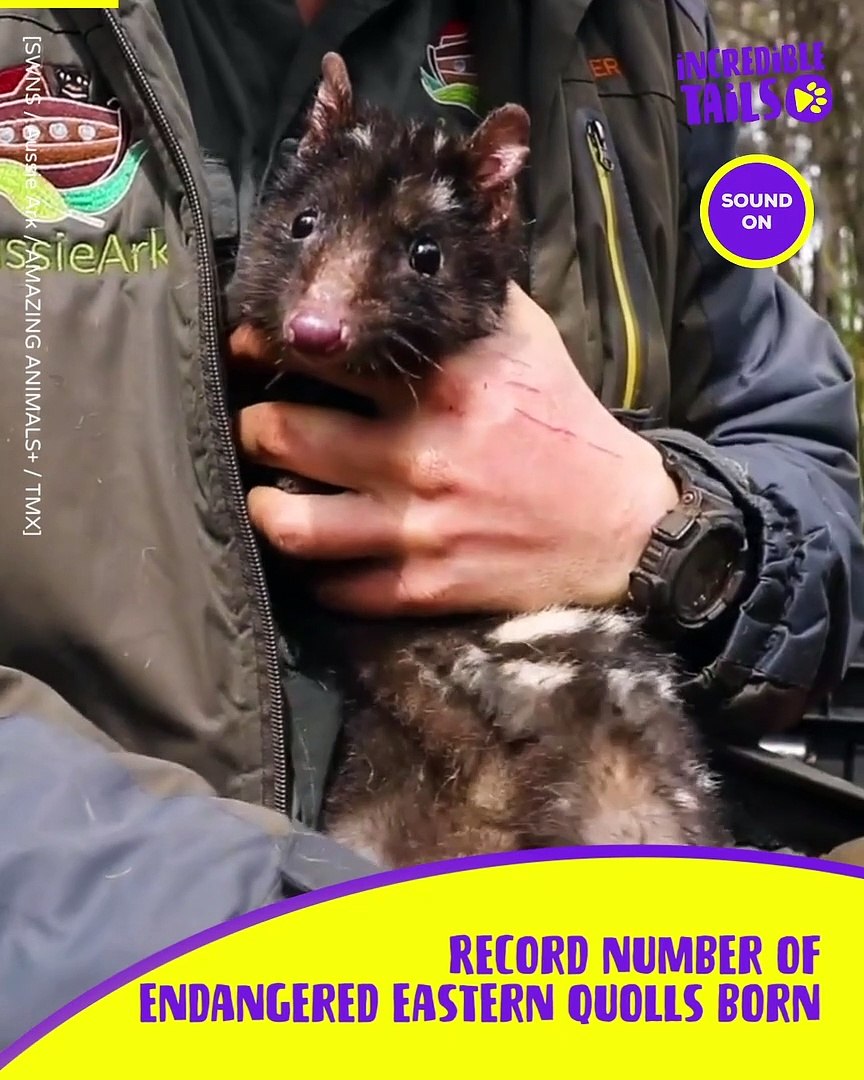 ⁣Saving Endangered Quolls: A mission for the future!