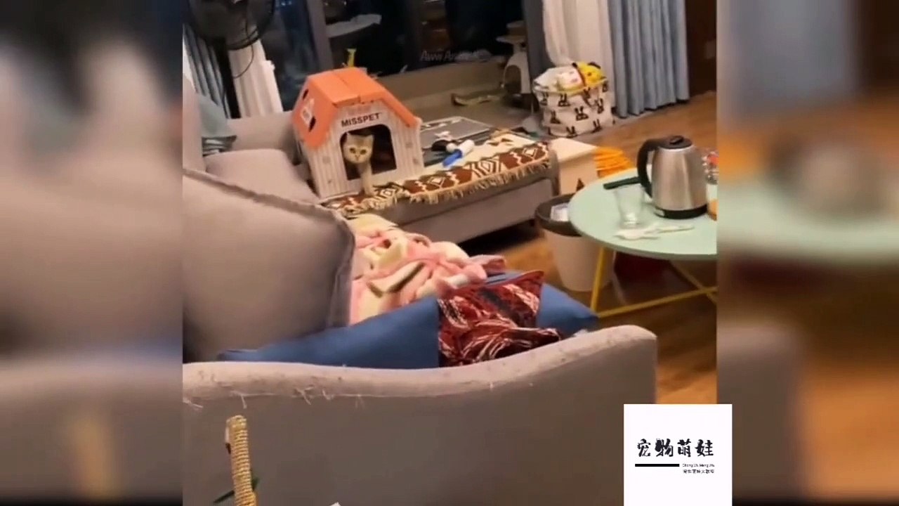Most Funny Animal Videos Of The 2023  - Funniest Cats And Dogs Videos 