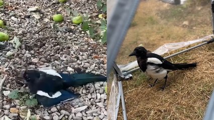 This Bird Gets Extremely Drunk on Fermented Apples!