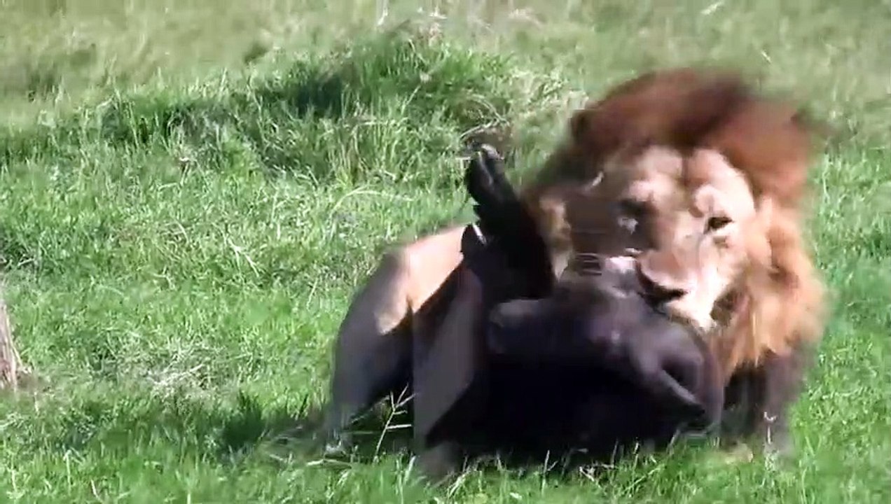 Mother Buffalo Takes Down Lion With Surprising Ease To Save His Baby  Dingo vs Kangaroo
