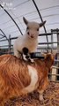 caught on camera,moments caught on camera,interesting animal moments caught on camera,funny animal videos,animals moments caught on camera,funny animals,caught on tape,animals,45 interesting animal moments caught on camera