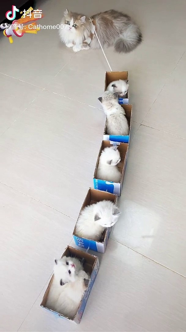 ⁣cute animals,cute baby animals,cute animal videos,cute animal,animals,tiktok,cute,anima