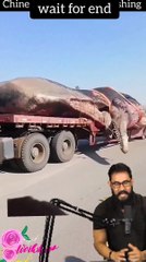 Tranding  Tranding Videos Today  Tranding Shorts #tranding #trandingshorts #shorts #viral 6-4-23 (4)