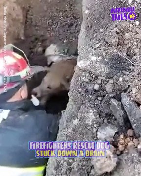 Saving Canine Lives: True Tales of Courage and Compassion