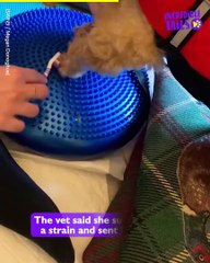 Cutest Puppy In The World Learns To Walk Again