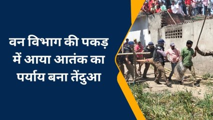 आतंक का पर्याय बना तेंदुआ वन विभाग की गिरफ्त में आया, देखिए वीडियो