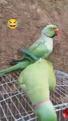 Very funny parrot pair talking short video