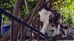 Cute Cats  and dogs videos kittens meowing Compilation