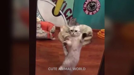 Funniest Animals Videos 2023  Funniest Cats and Dogs