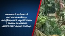 അഞ്ചൽ തടിക്കാട് കനത്തമഴയിലും കാറ്റിലും വൻ കൃഷിനാശം