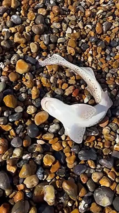 A number of cat sharks were spotted on Hastings beach on Sunday, April 2