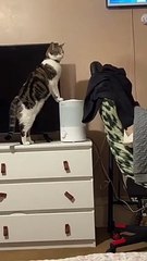 Kitty Goes To The Home Spa