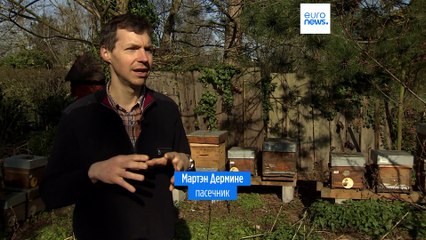 Европейская гражданская инициатива по защите пчёл от пестицидов