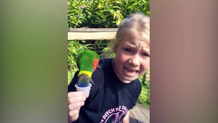 - TRY NOT TO LAUGH  Funny Babies At The Zoo   LAUGH TRIGGER