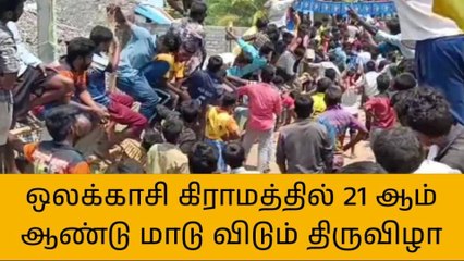 ஒலக்காசி கிராமத்தில் 21 ஆம் ஆண்டு மாடு விடும் திருவிழா!