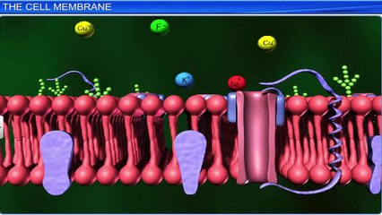 4. The cell membrane