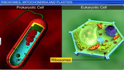 6. Ribosome , mitochondria and plastids