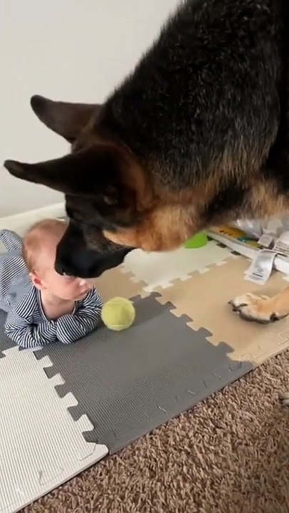 Drôle : ce bébé est encore trop petit pour jouer avec son chien