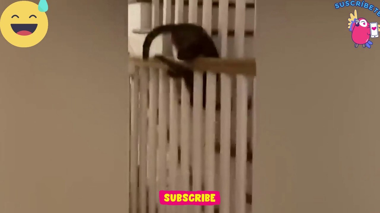 cat funny videos