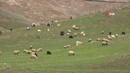 Yüksekova'da koyunlar meraya çıkmaya başladı
