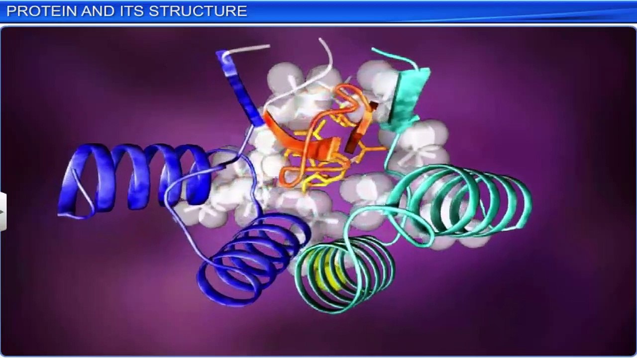 3. Proteins and its structure