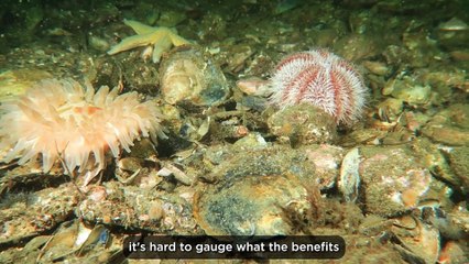 Research predicts the potential of biodiversity to double in a decade in the  Dornoch Firth