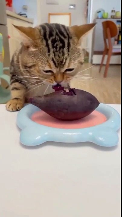 Ce chat ne mange pas, il dévore les betteraves