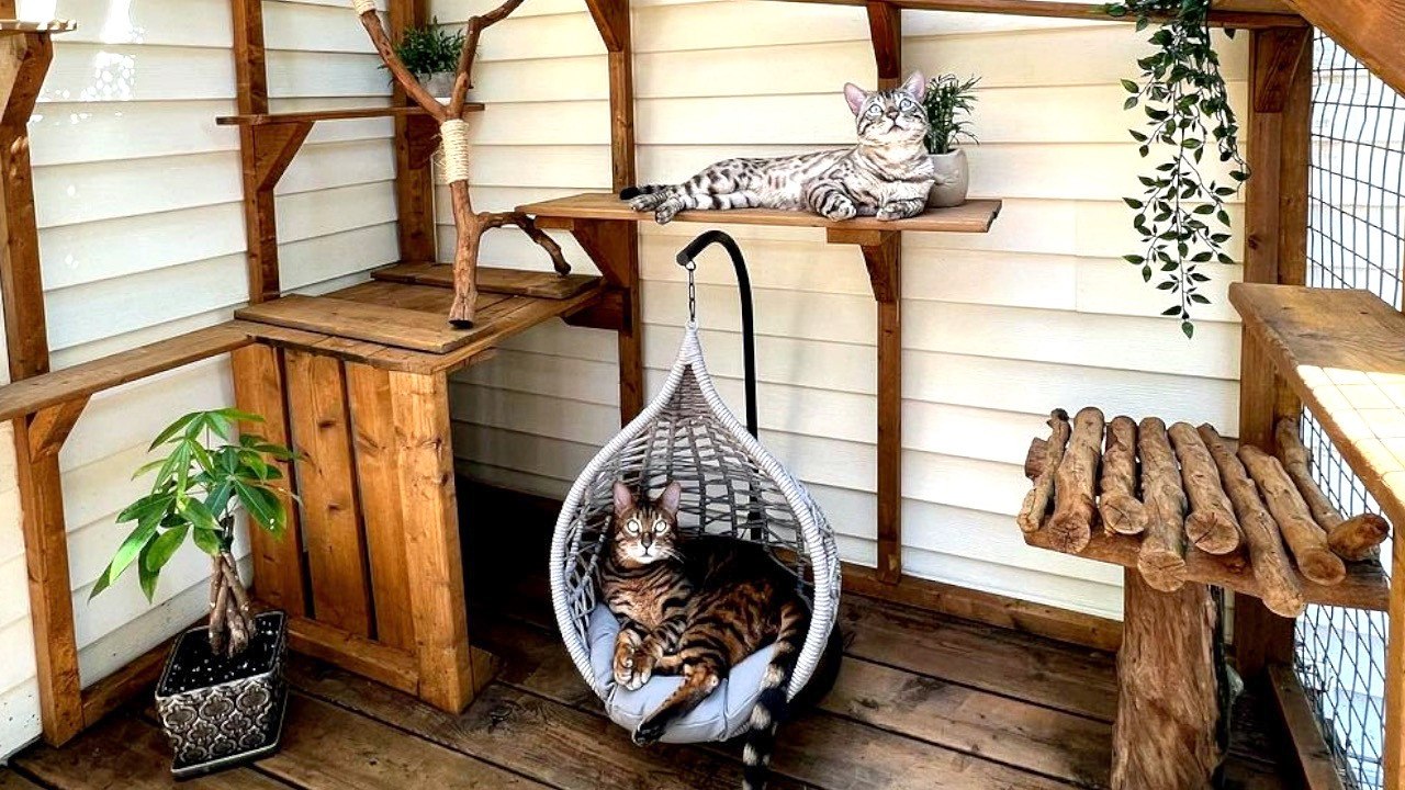 Must See! This Woman Spent Thousands On a ‘Catio’ for Her Feline Friends