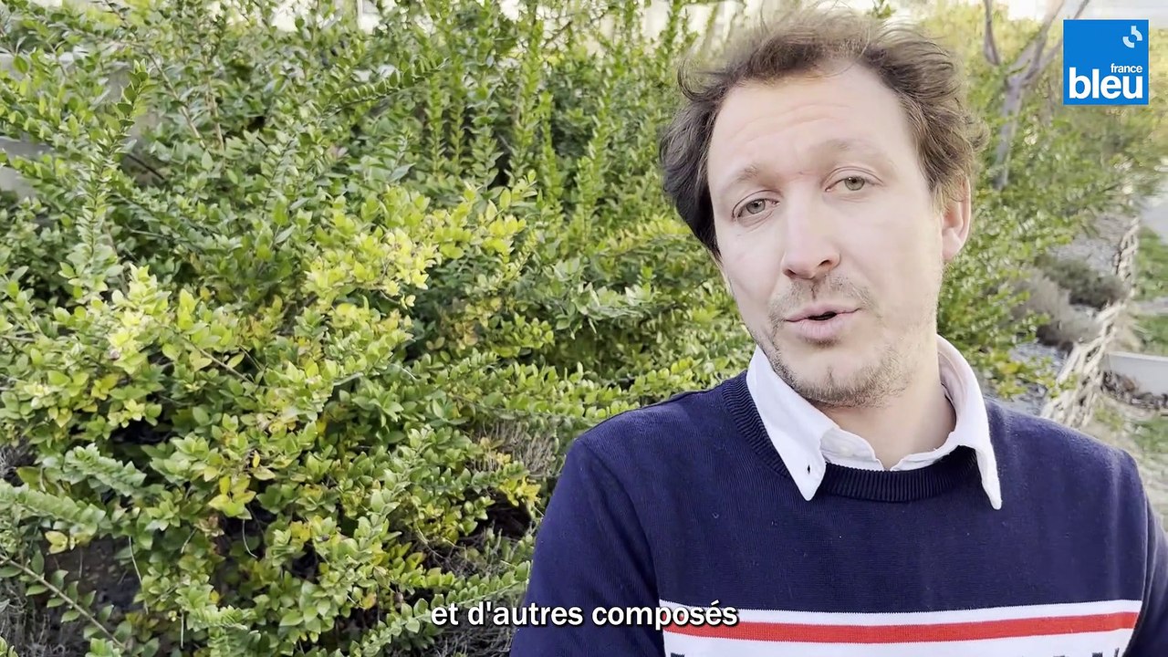 C Si Bon, le Bonus ; tout connaitre des huiles essentielles de Thym