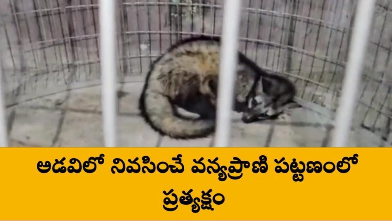 కృష్ణా జిల్లా: గుడివాడలో వింతజీవి