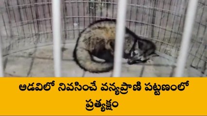 కృష్ణా జిల్లా: గుడివాడలో వింతజీవి