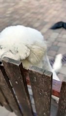 qute dog fun #shorts #short