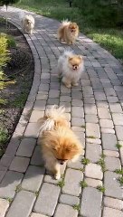 qute dog fun #shorts #short