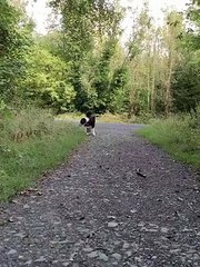 qute dog fun #shorts #short #dog