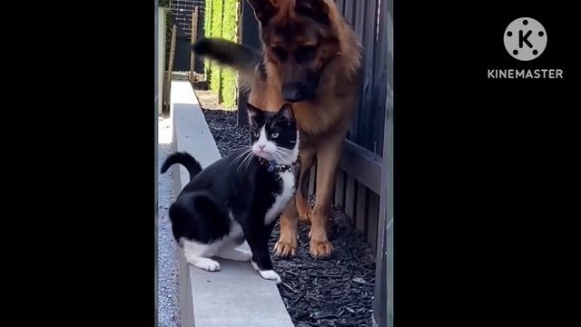Cat beautiful or Funny dog cat