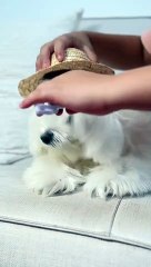 qute dog fun #shorts #short #dog