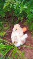 Cute Bunny eating carrot __Please subscribe