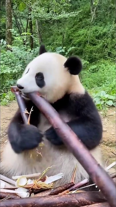 AmazingChina_ Panda Eats Bamboo Snack