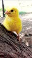 Wow baby hen funny moment _ funny chicks video __ coloured chicks _ chicken hen baby part 1 #shorts