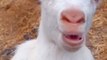 goat's kid sound #shorts #viral #animals #petlover #animalsounds #shortsvideo #ytshorts #viralvideo