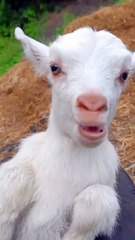 goat's kid sound #shorts #viral #animals #petlover #animalsounds #shortsvideo #ytshorts #viralvideo
