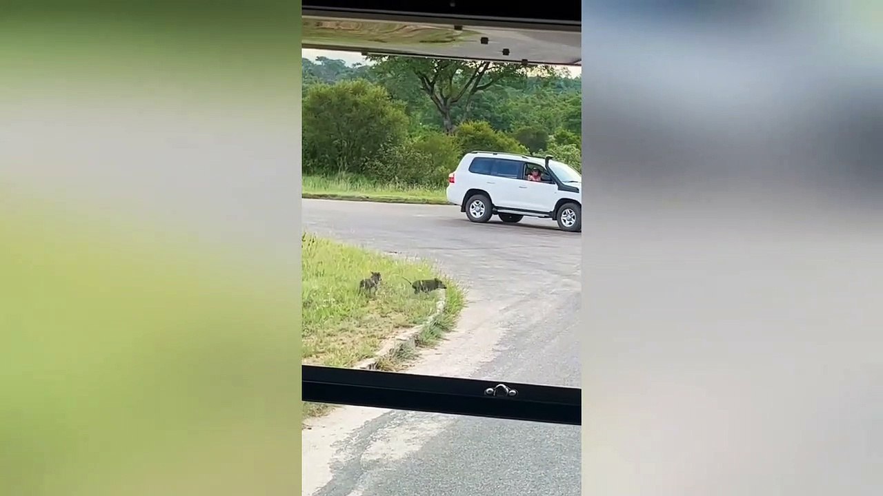 Greedy leopard wants 2 baby warthogs